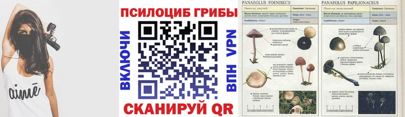 Псилоцибиновые грибы Psilocybe  где можно купить   Верхняя Салда 